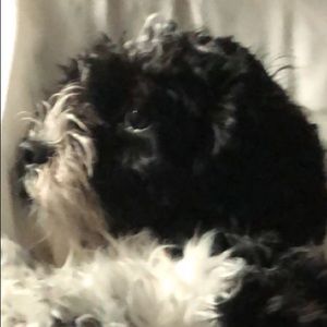 Meet your Posher, Maddy